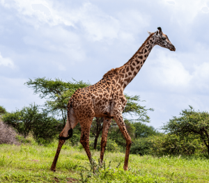 Best of Kenya and Tanzania – Endless Jou...